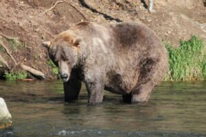 Katmai’s Brown Bears Get Ready for Fat Bear Week 2026
